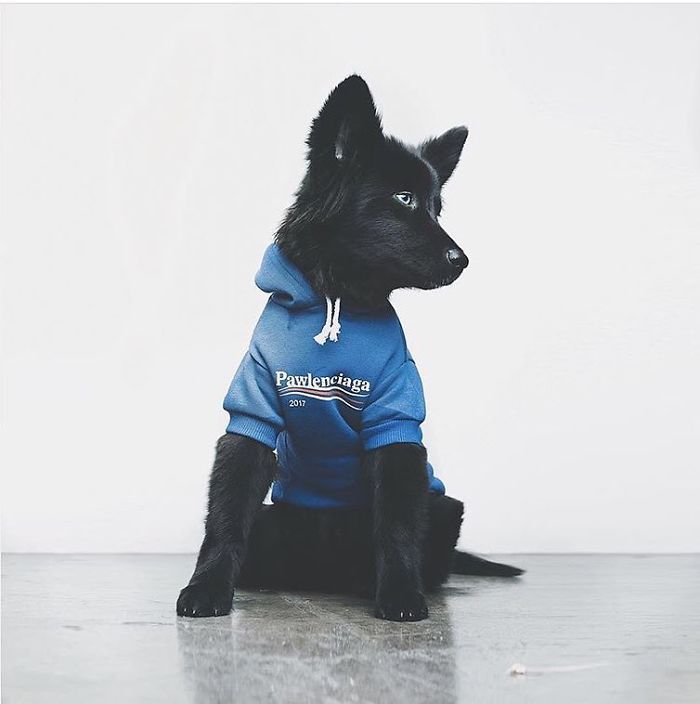 Clothes Are Being Created For Dogs And The Result Is Stunningly Cute