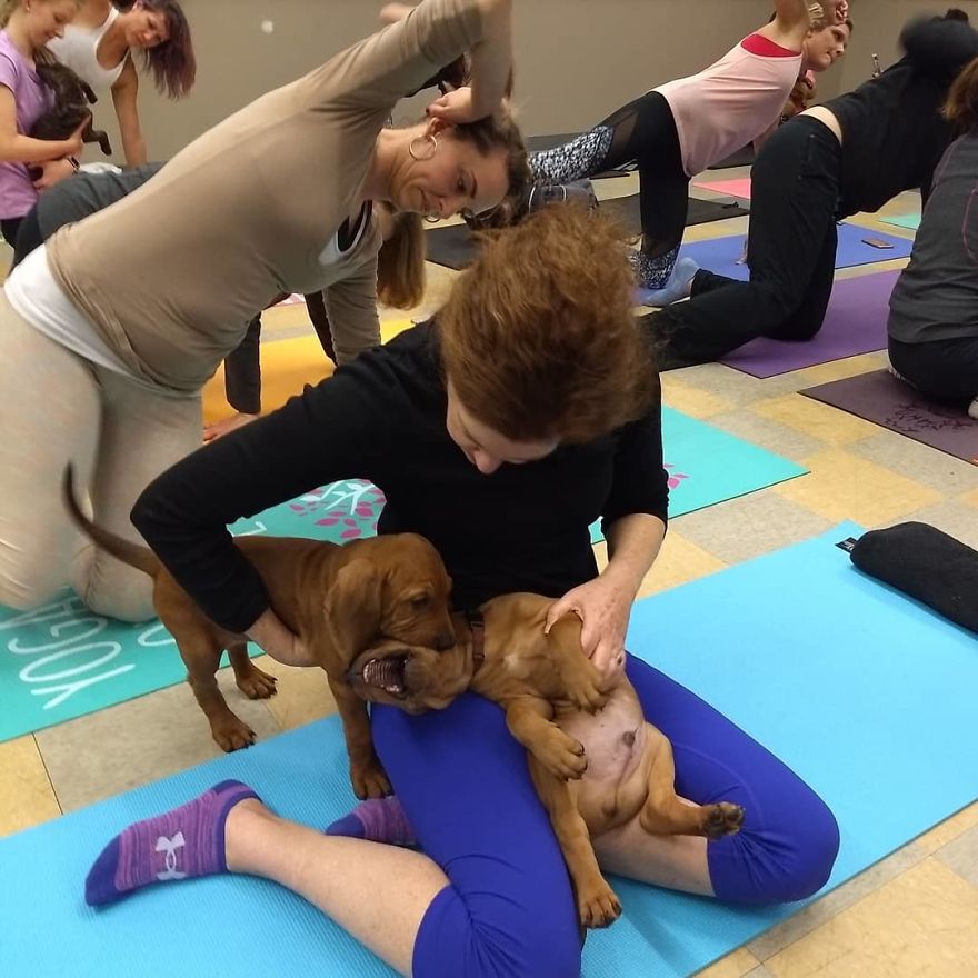 Puppy Pilates, The Training Trend That Will Leave You Wanting To Enroll Immediately