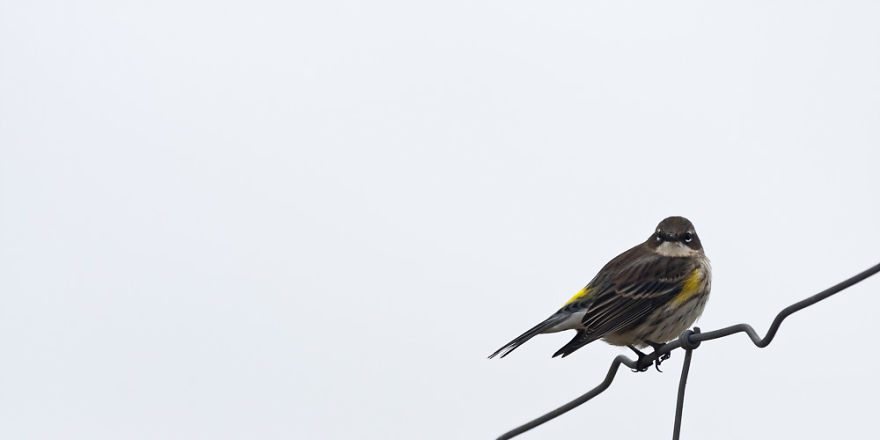Sable Island Is A Hot-Spot For Migratory Birds