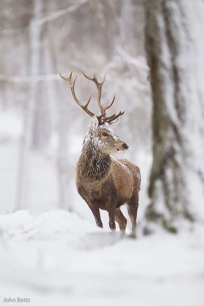 Winter-Deer-Photography-John-Betts