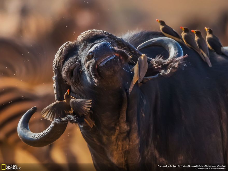 The African Buffalo And His Companions, Ge Xiao