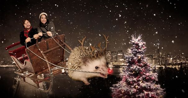 Christmas Card Starring Our Hedgehog