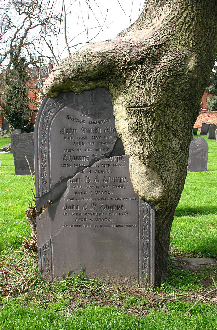 A Gravestone And A Tree Blended Together