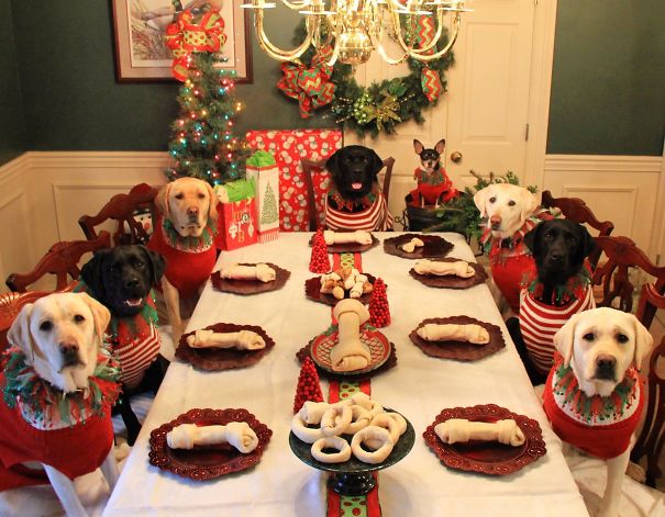 It Looks Like This Family Is Ready For Santa Paws!