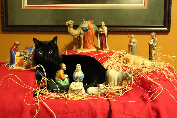 Our Cat Porter Has Joined The Nativity Scene