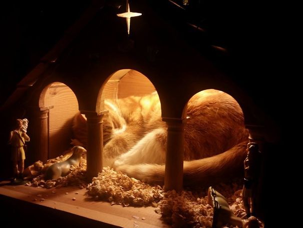 The Jesus In Our Crib Is A Bit Fat, Furry And Pointy Eared... But Undeniably Cute!