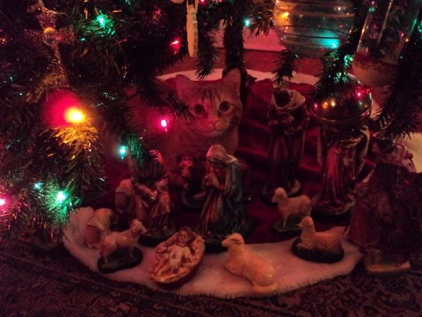 Parent's Cat Decided To Become Part Of The Nativity Scene