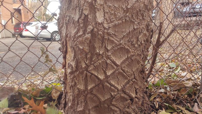 This Tree Grew Through A Fence And Still Has The Markings