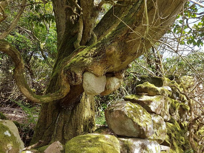Árbol sosteniendo 2 piedras de una pared que se cayó