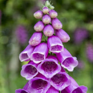 tarquinfoxglove avatar