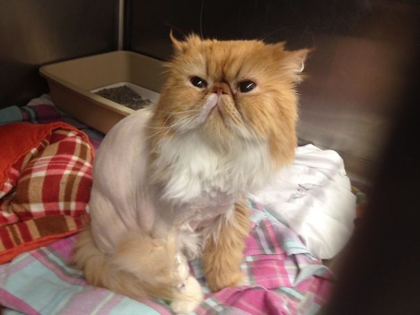 My Cat Was Shaved For Surgery And Has Been Staring At Me Like This Ever Since