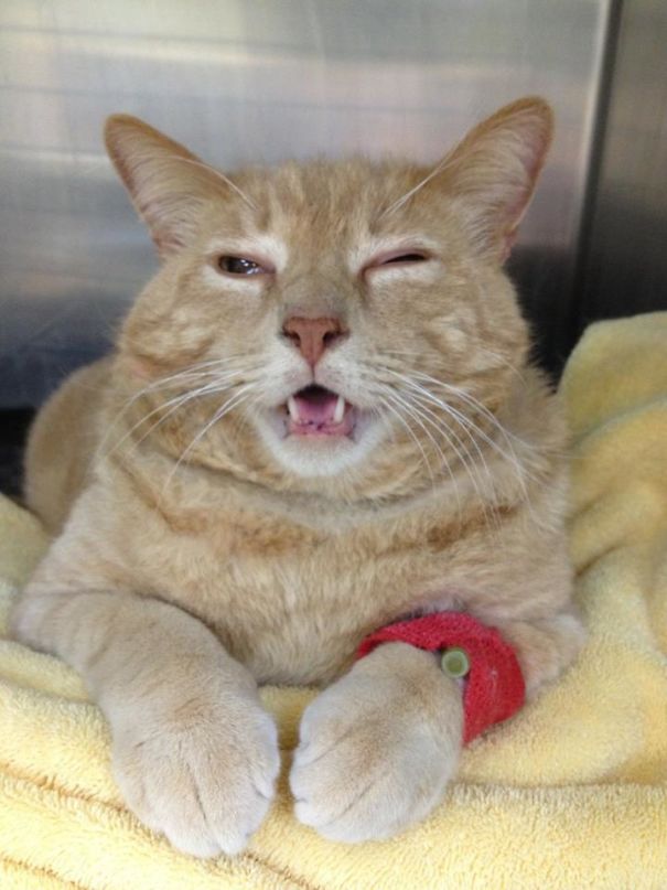 So My Friends Cat Just Came Out Of Oral Surgery And This Is Her Anesthesia Face