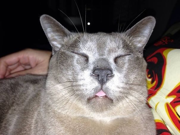 Here Is A Picture Of My Friends Cat High On Painkillers After Having Some Teeth Removed