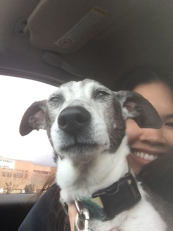 My Aging Pupper After Anesthesia For His Dental Appointment