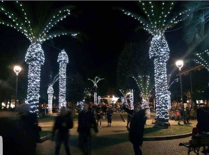 Y por eso no se les ponen luces navideñas a las palmeras