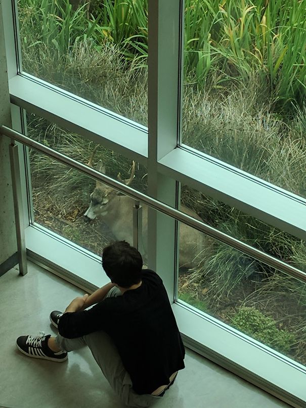 A Buck Decided To Lay Down By My University's Library Windows