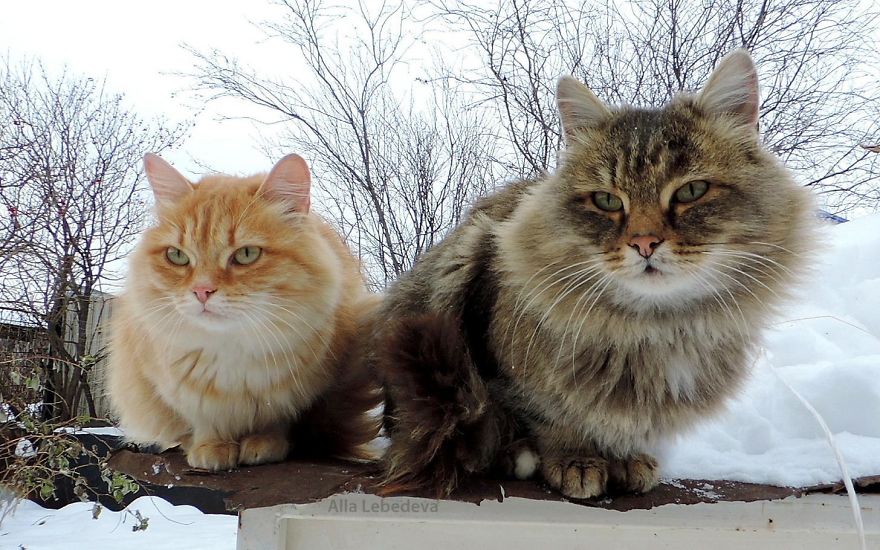 Siberian Cat