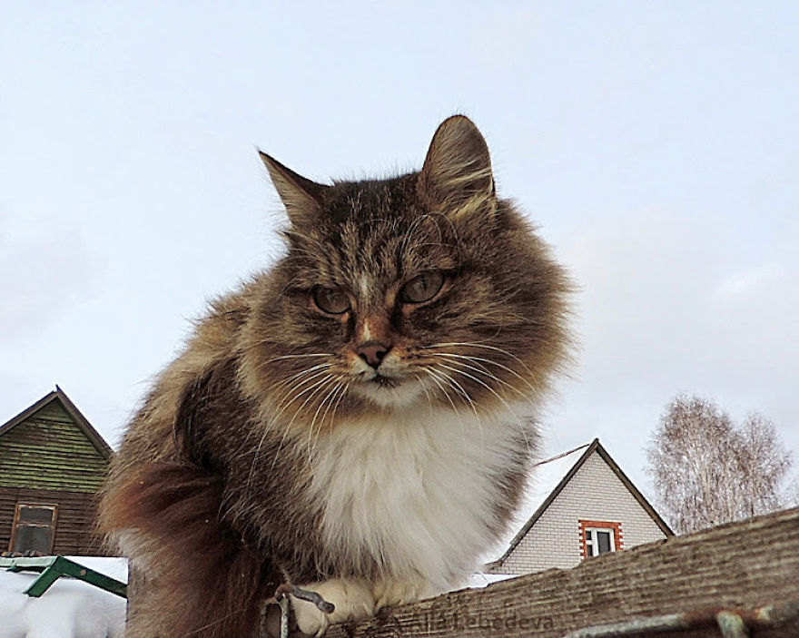 Siberian Cat