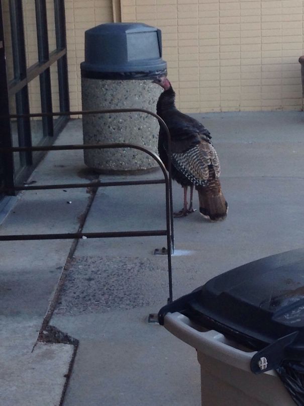 A Turkey Has Been Trying To Sneak Into My Wife's Store Every Morning For The Past Week. I Didn't Believe Her. She Just Sent Me This Pic