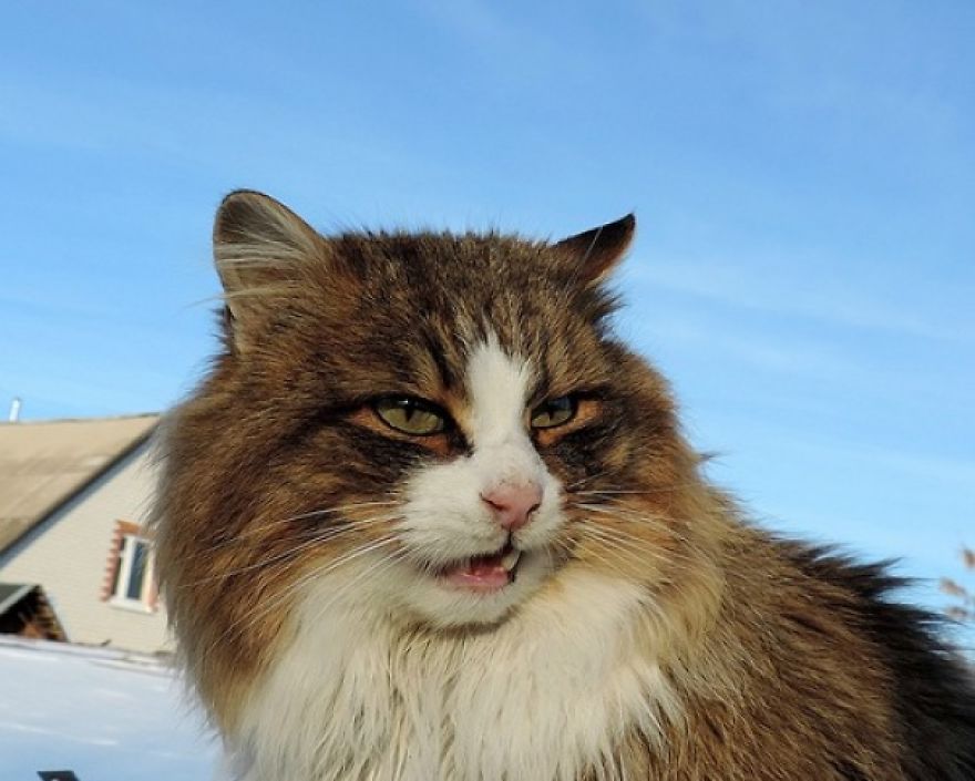Siberian Cat