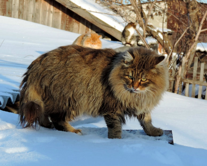 Siberian Cat