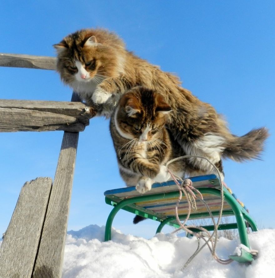 Siberian Cat