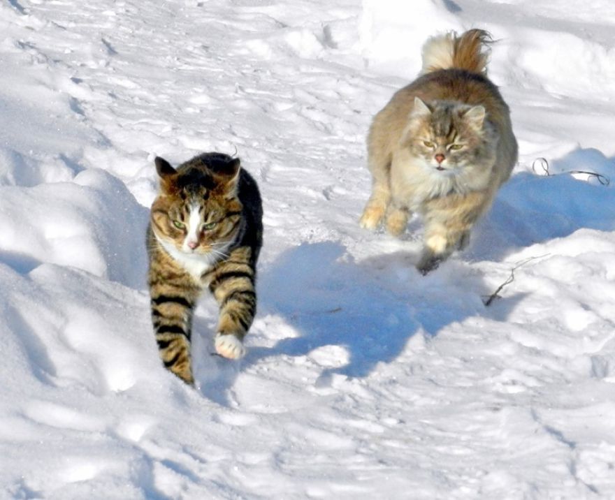 Siberian Cat