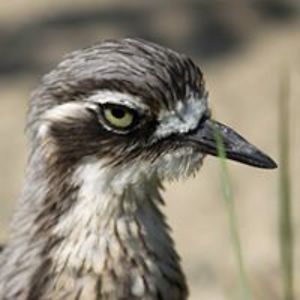 pavlina_havlikova avatar