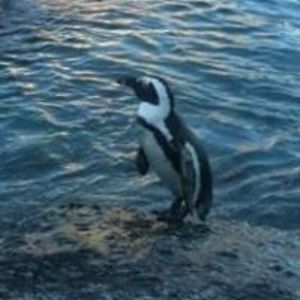 fennellaaron77 avatar