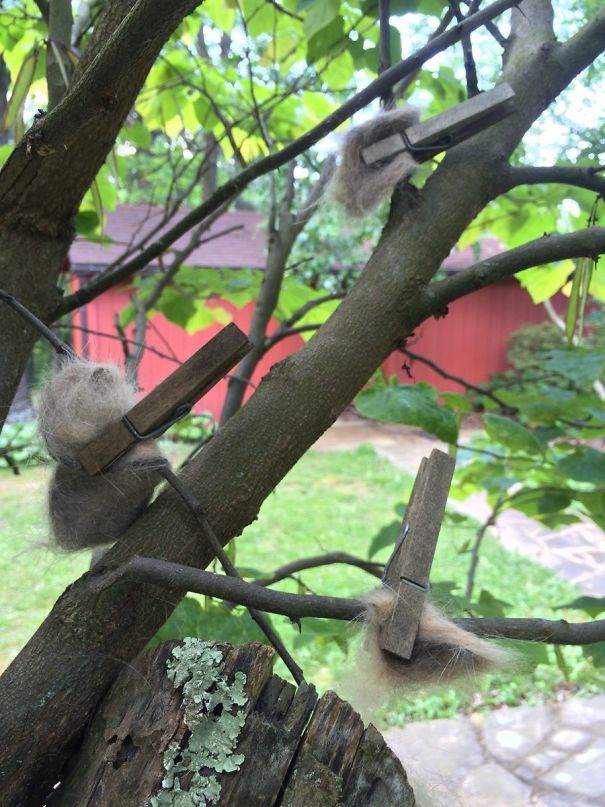My Grandmother Pins Cat Hair To Trees So Birds Can Make Luxury Nests. So Damn Thoughtful