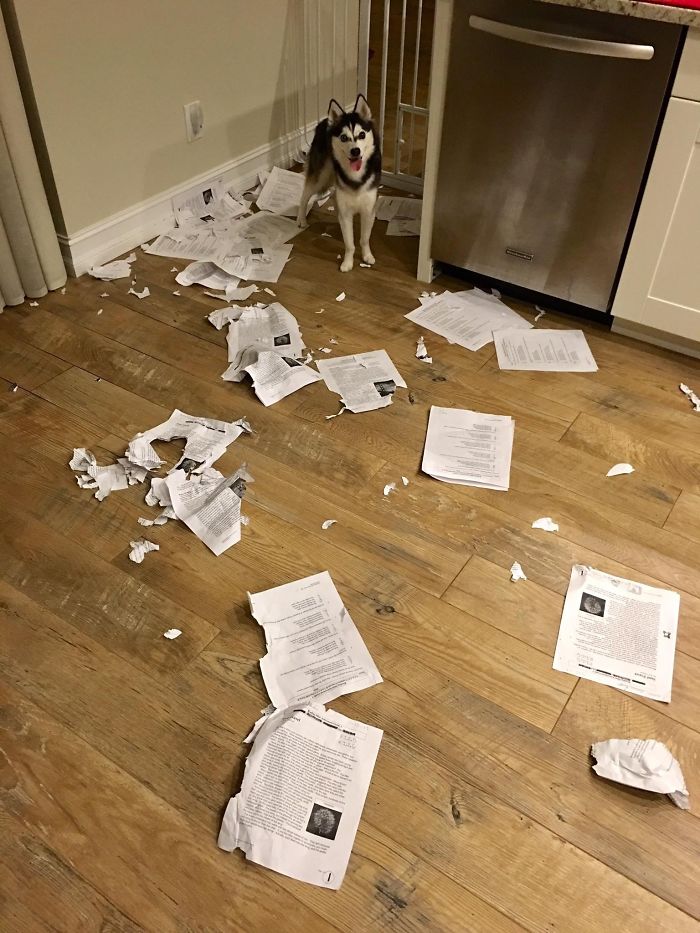 Lo siento, clase. Mi perro se ha comido vuestros deberes. Todos