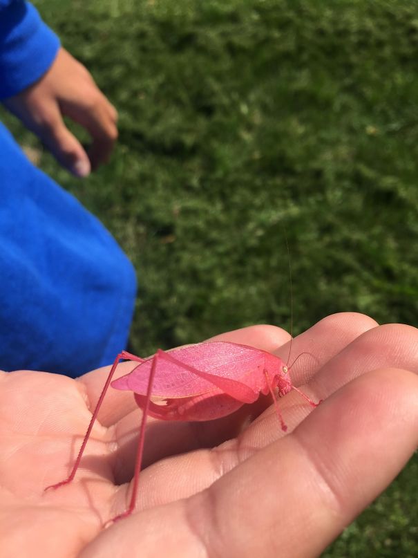 I Was Mowing My Lawn And Came Across This Pink Grasshopper