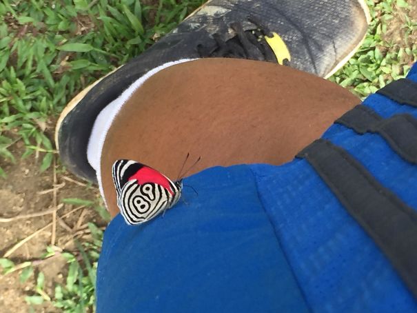 A Butterfly With '89' On The Side Of Its Wing Landed On My Shorts