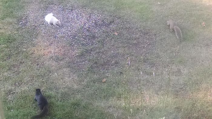 Había ardillas de 3 colores en mi jardín
