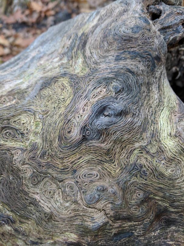 The Swirls On This Log