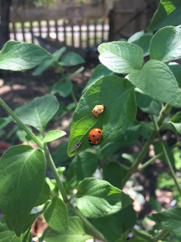 My Girlfriend Happened To Catch All 3 Stages In A Ladybugs Life Cycle On A Single Leaf