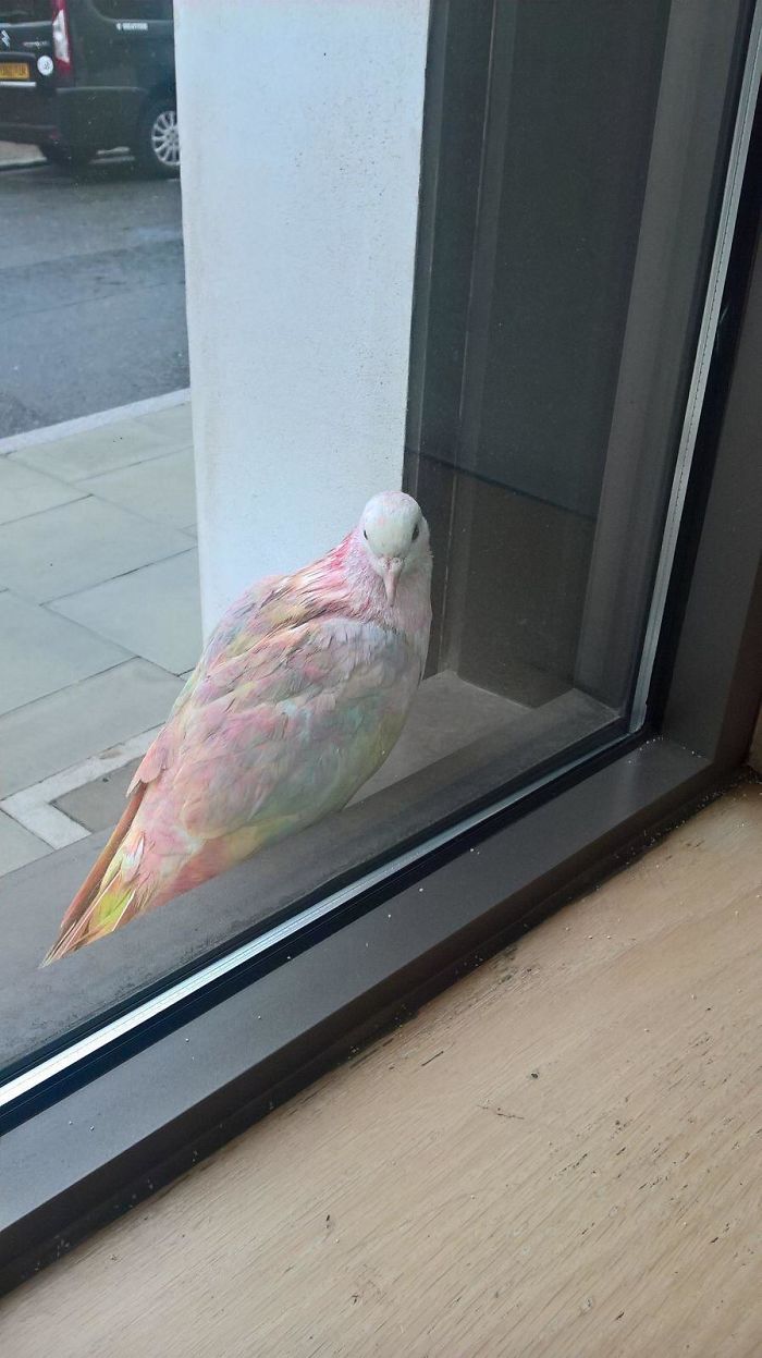 Mi novia ha visto en Londres una paloma iridiscente