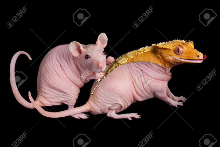 A Dwarf Hairless Rat Unzips Her Friend To Reveal A Crested Gecko Underneath