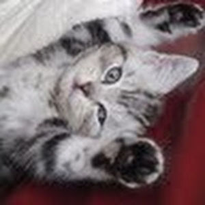 harmonyalexandria avatar