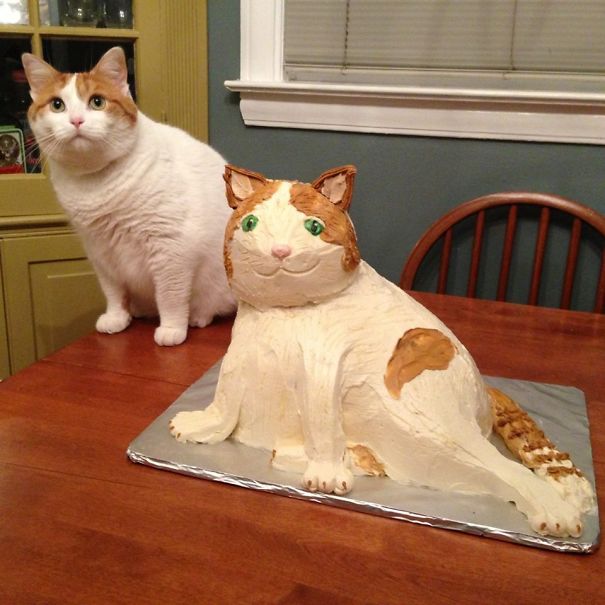 It's A Good Thing Cats Don't Care About Cake