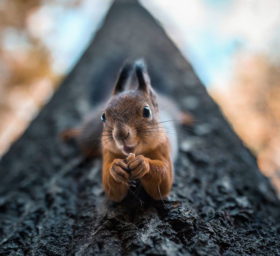 Photographer Shoots Finnish Forest Animals Like They’re Professional Models, And We Can’t Stop Looking At Them