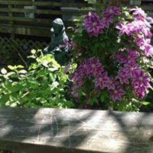 morrishannemann_morris avatar