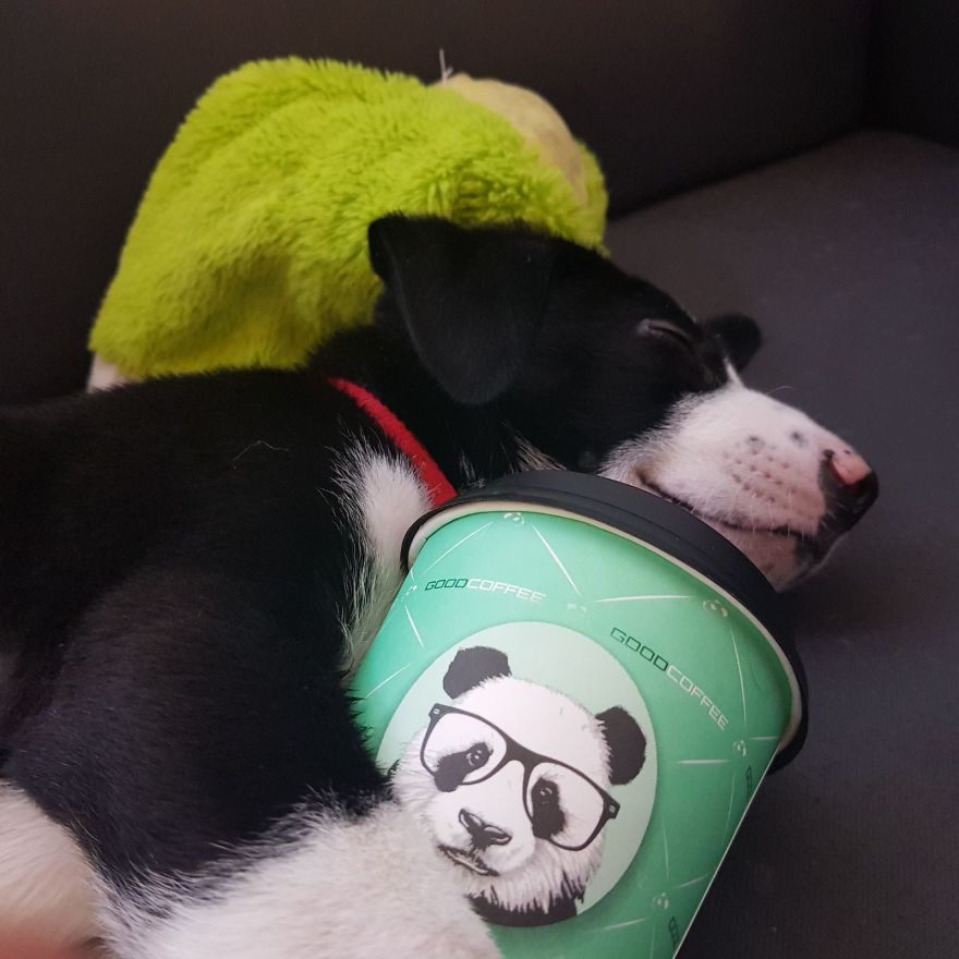 Our Puppy Rick Has A Unique Snuggle Buddy