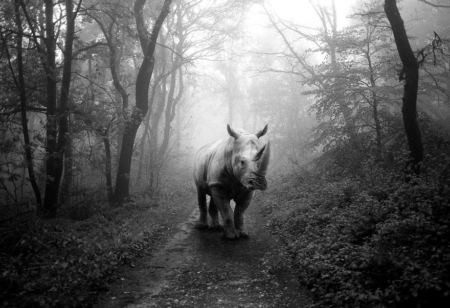 Amazing Misty Forest Pictures Full Of Animals