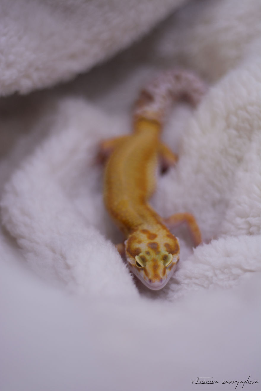An Extraordinary Photosession With A Gecko Family