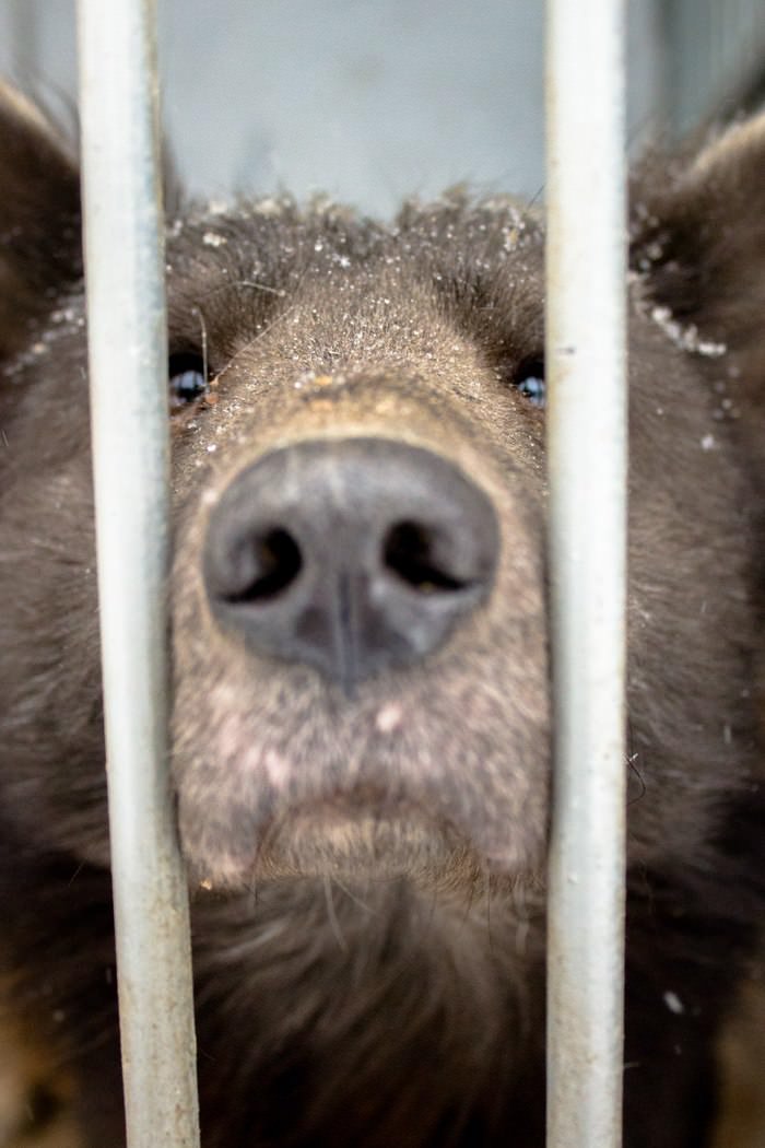 An Orphanage In Russia Is Looking For A Home For A Bear Dog And You Will Surely Want To Adopt It
