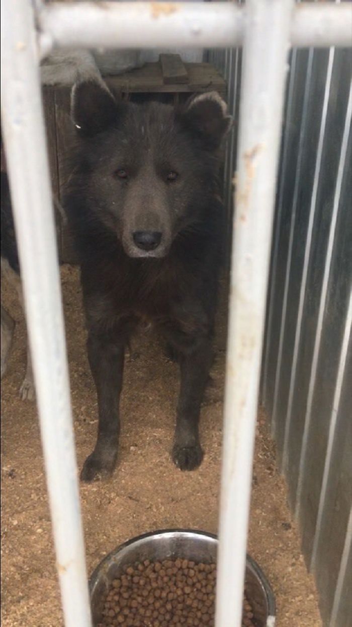 An Orphanage In Russia Is Looking For A Home For A Bear Dog And You Will Surely Want To Adopt It