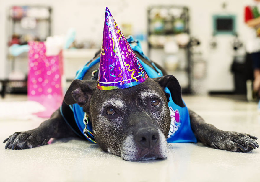 Senior Dog With Terminal Cancer Wins $35k For Rescue That Saved Her