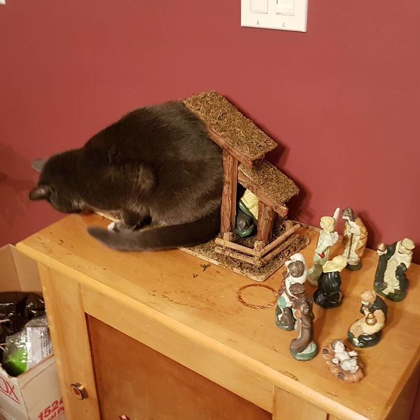 And The Angel Said Unto Them "Behold, A Cat Stuffed Itself Into A Manger"