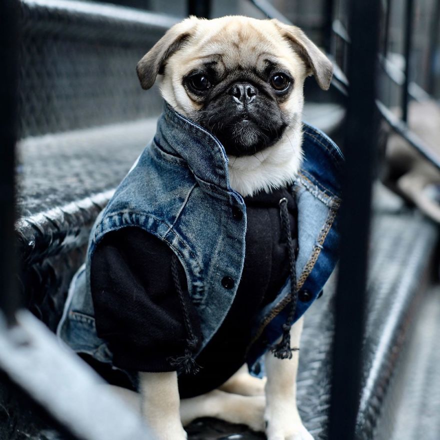 Clothes Are Being Created For Dogs And The Result Is Stunningly Cute